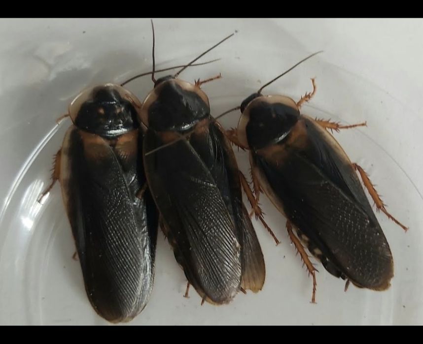 Karaczan argentynski dubia - samce 4-5 cm