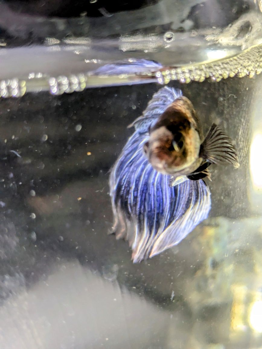 Macho betta veil tail