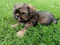 Szczeniak shih tzu