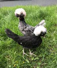 Białoczuby holenderskie kurczaki