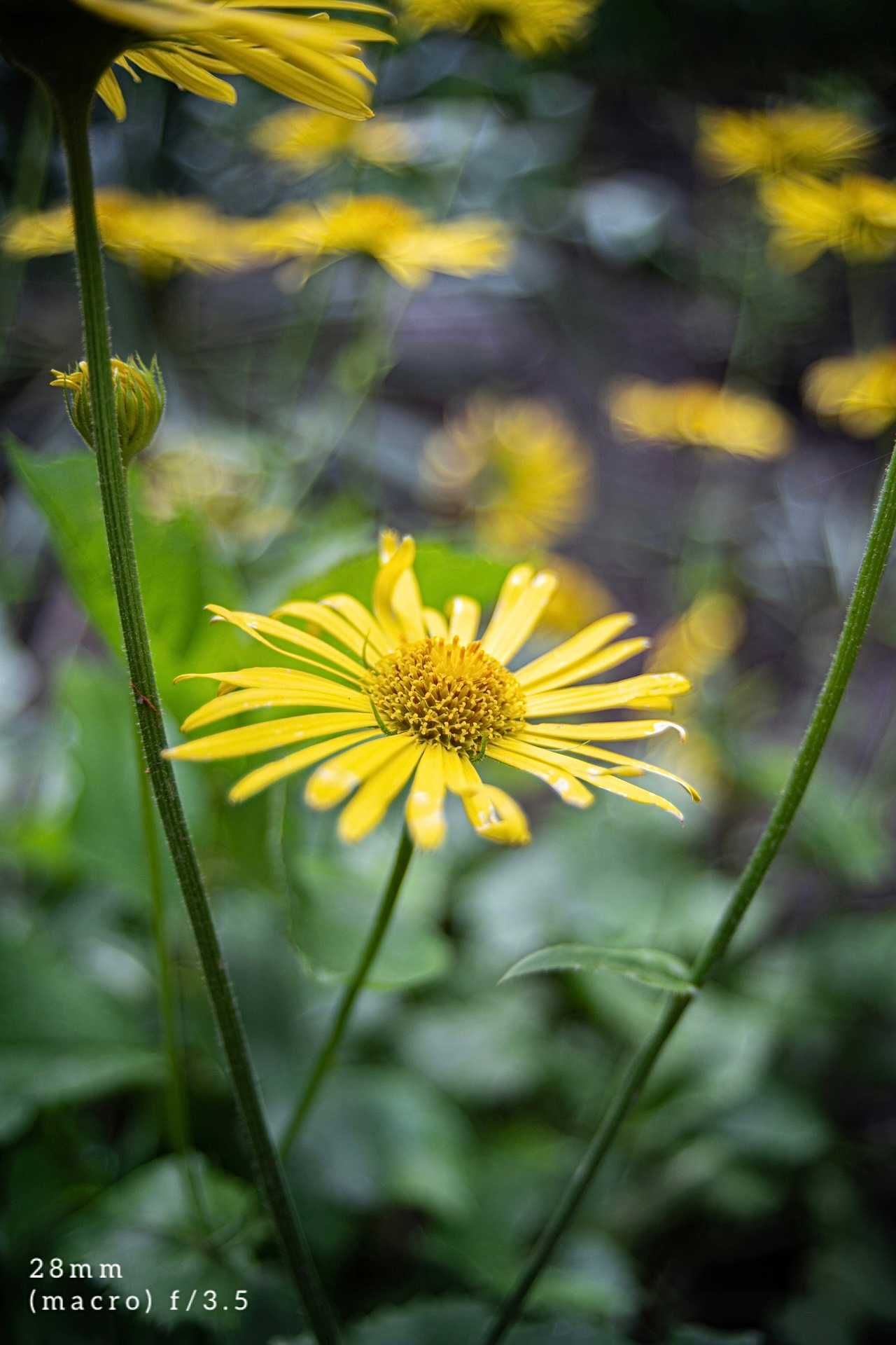 Об'єктив Soligor Zoom Macro 28-80mm f/3.5-4.5 MC