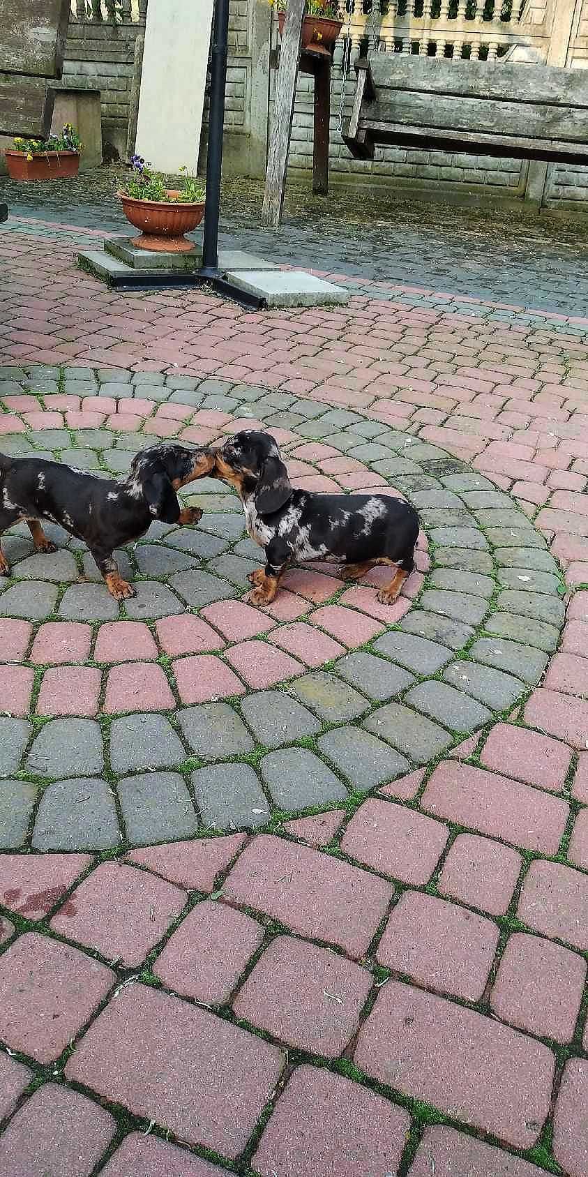 Jamnik miniaturowy krótkowłosy merle PIESEK