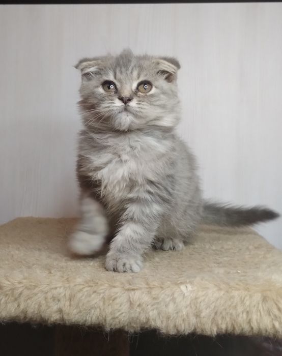 Чистокровний ідеальний шотландський принц з ВАКЦИНАЦІЄЮ