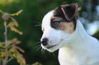 JACK RUSSELL TERRIER gładkowłosa suczka ZKwP/FCI