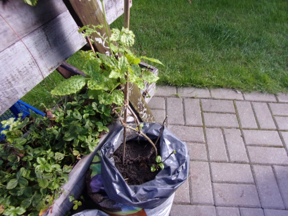 powojniki clematis biały 20zł odbiór w Olsztynie