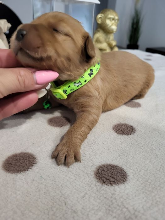 Golden retriever ciemno złote maluszki