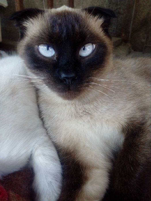 Сіамські кошенята