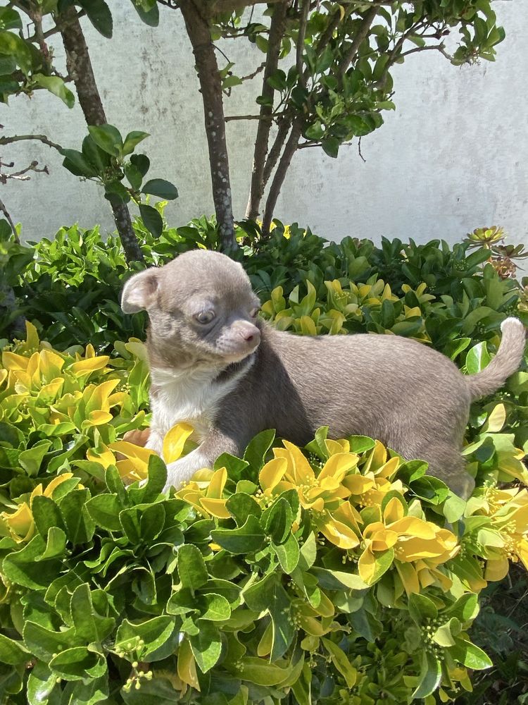 Chihuahua. macho super top