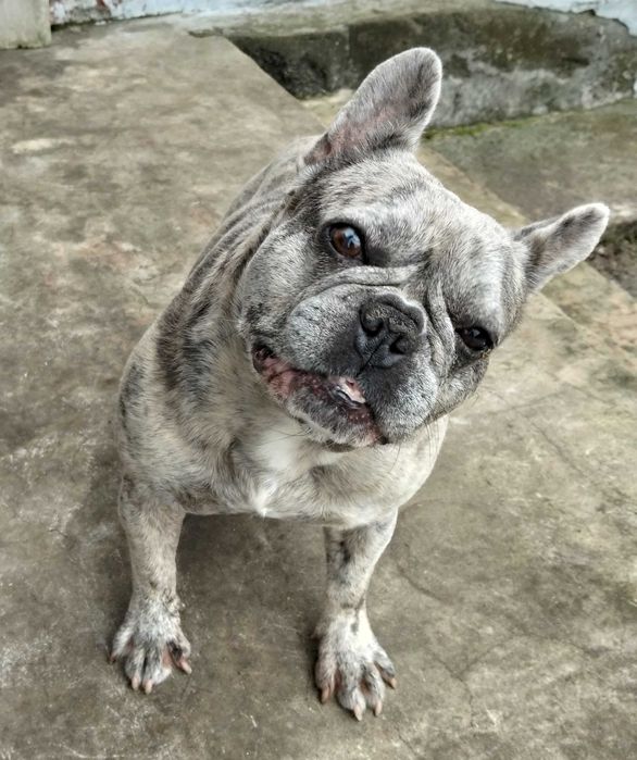 Французький бульдог продам