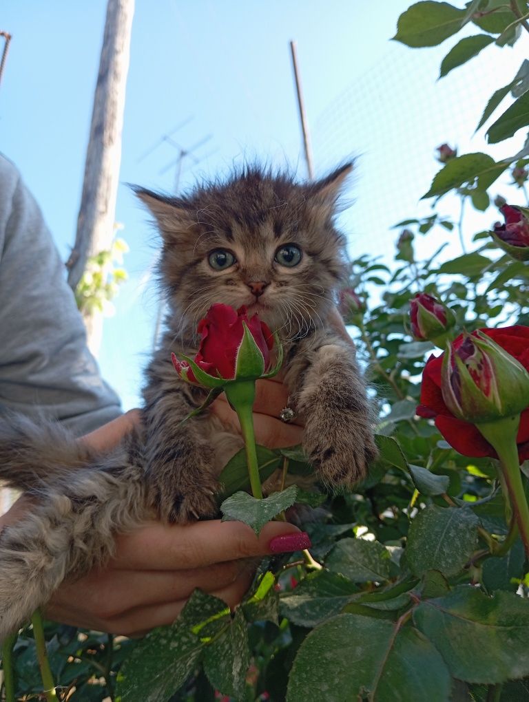 Котики в хорошие ручки