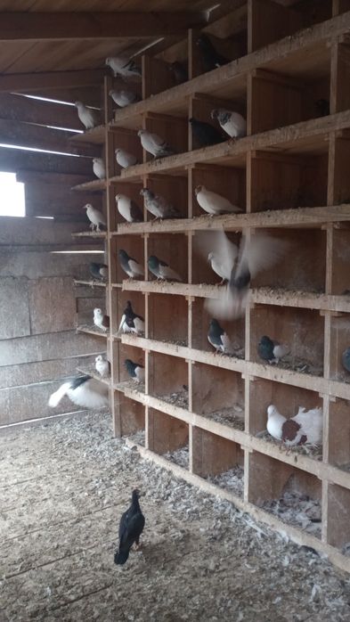 Sprzedam gołębie ( Pocztowe. Ciemne. Jasne) likwidacja hodowli