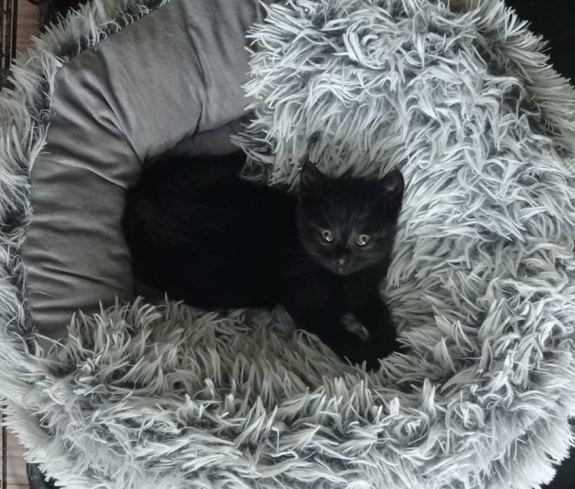 malutka kicia pilnie potrzebuje domku