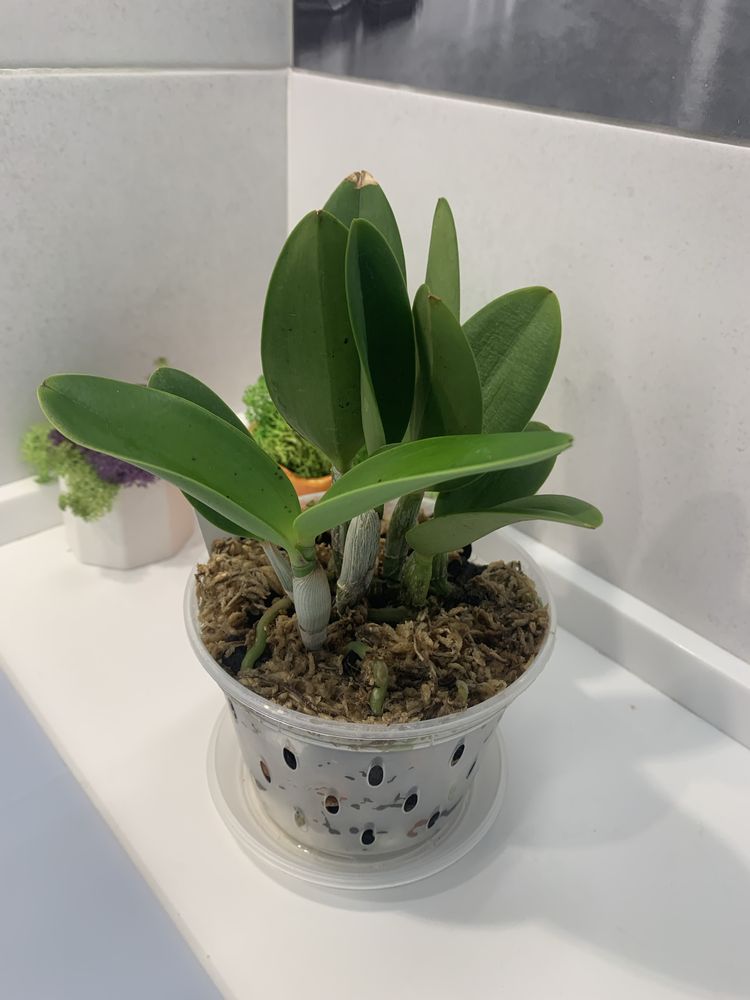 Орхідея mini Cattleya Jairak Cute