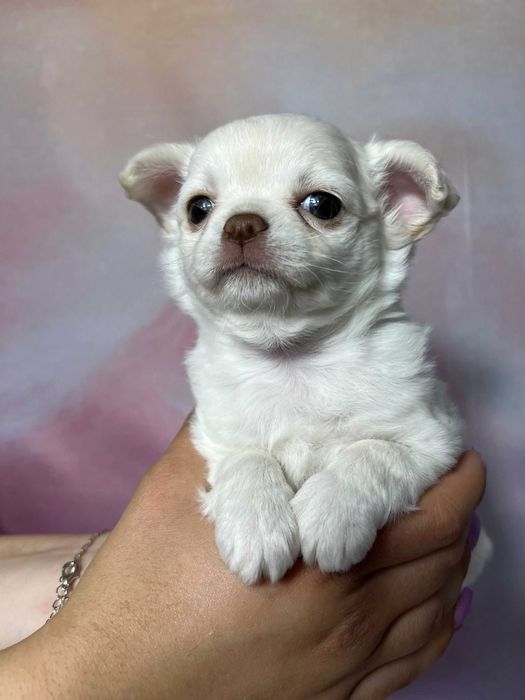 CZAKRA Suczka długowłosa Chihuahua biała szczeniak