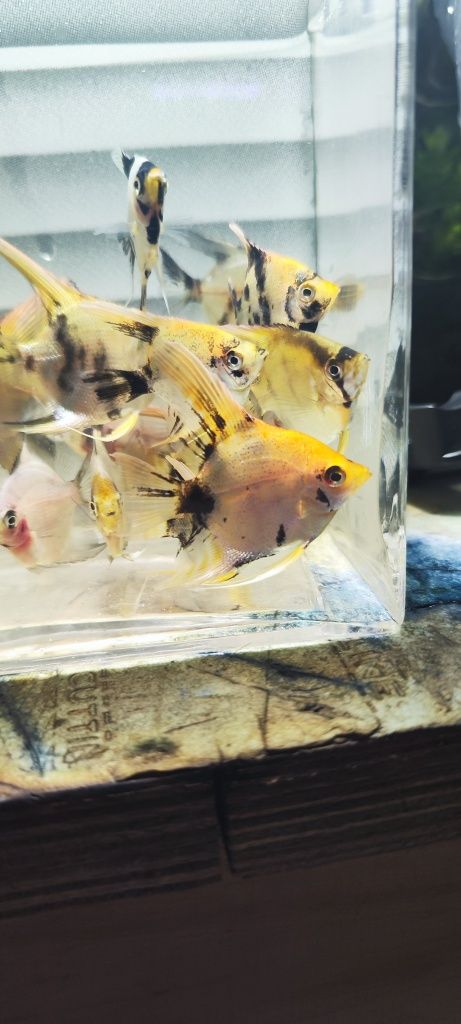 Skalry blue koi młodzież