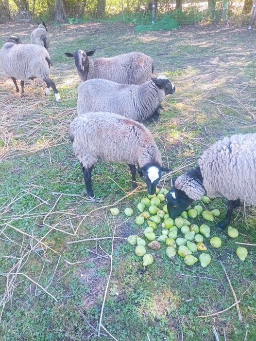Продам вівці романівської породи
