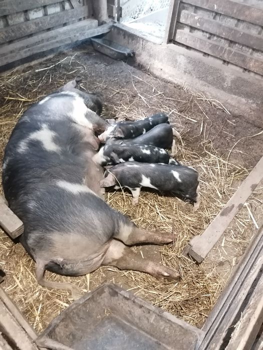 Leitões Malhados de Alcobaça puros