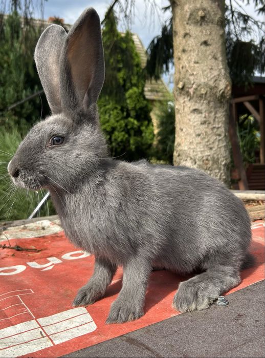 Olbrzym srokacz czarny, niebieski młode  samce i samice