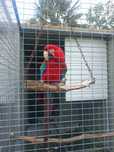 Macho clopetera adulto