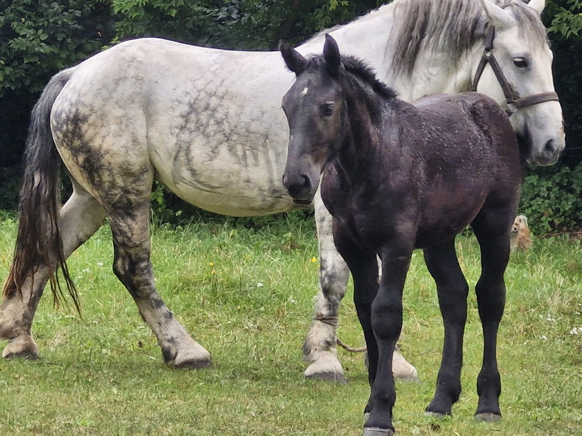 Sprzedam klacze ze źrebakiem zimnokrwista żrebna Szpak