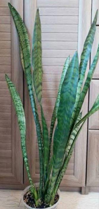 Обмен комнатными цветами