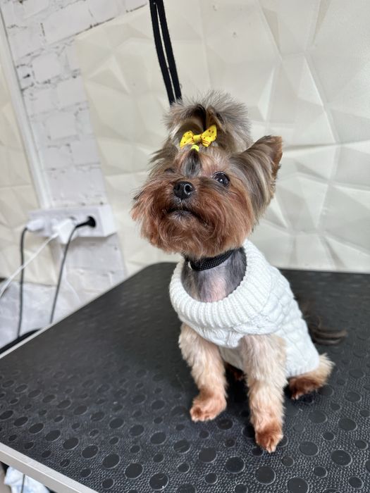 Грумінг -30% на перший візит