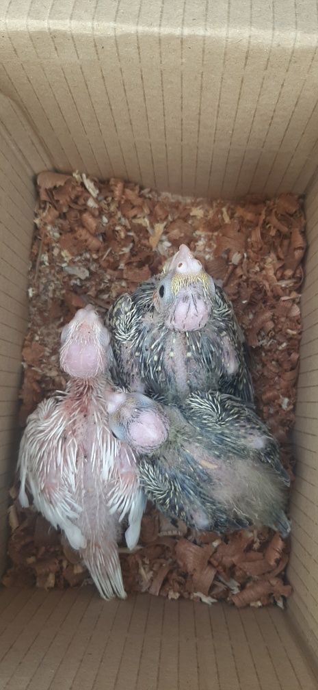 Vendo caturras bebés para acabar de criar á mão