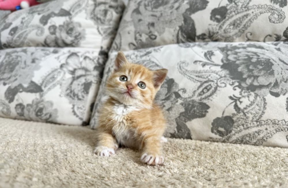 Прямоушка Скоттиш