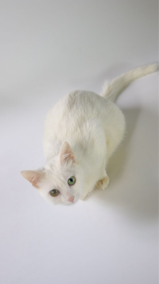 Котеня, котенята, котики, киця, кошка, котята, котик