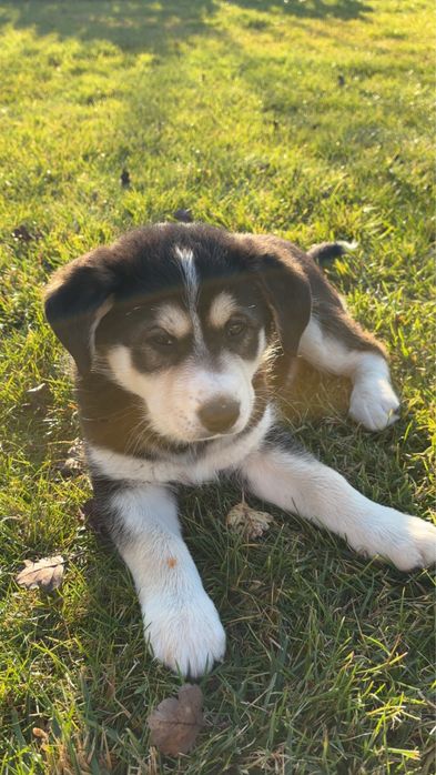 Oddam pieski w dobre ręce