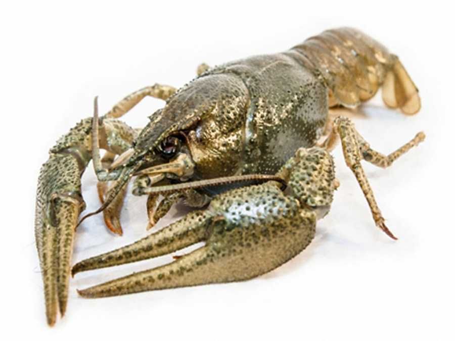 Раки охолоджені середньо-великі до 20 шт/кг (70-90грам/штука)