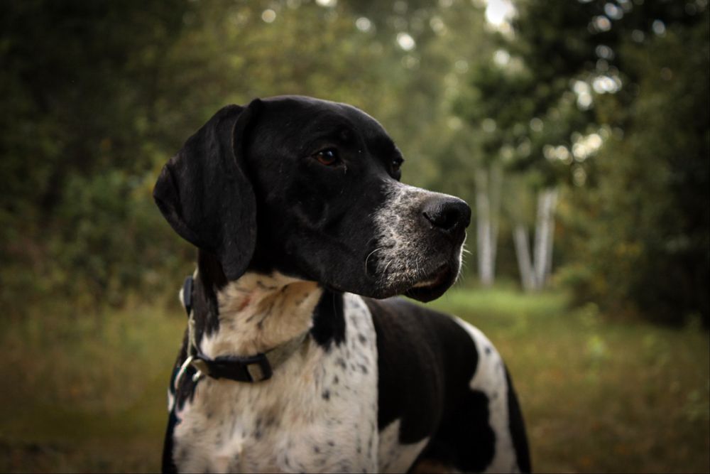 Sunia English Pointer hodowla Loyal Point FCI