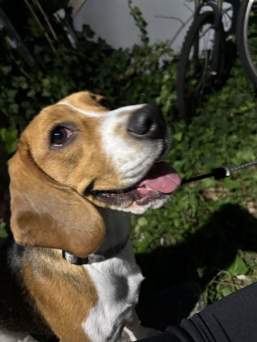 Beagle suczka 5 miesięcy