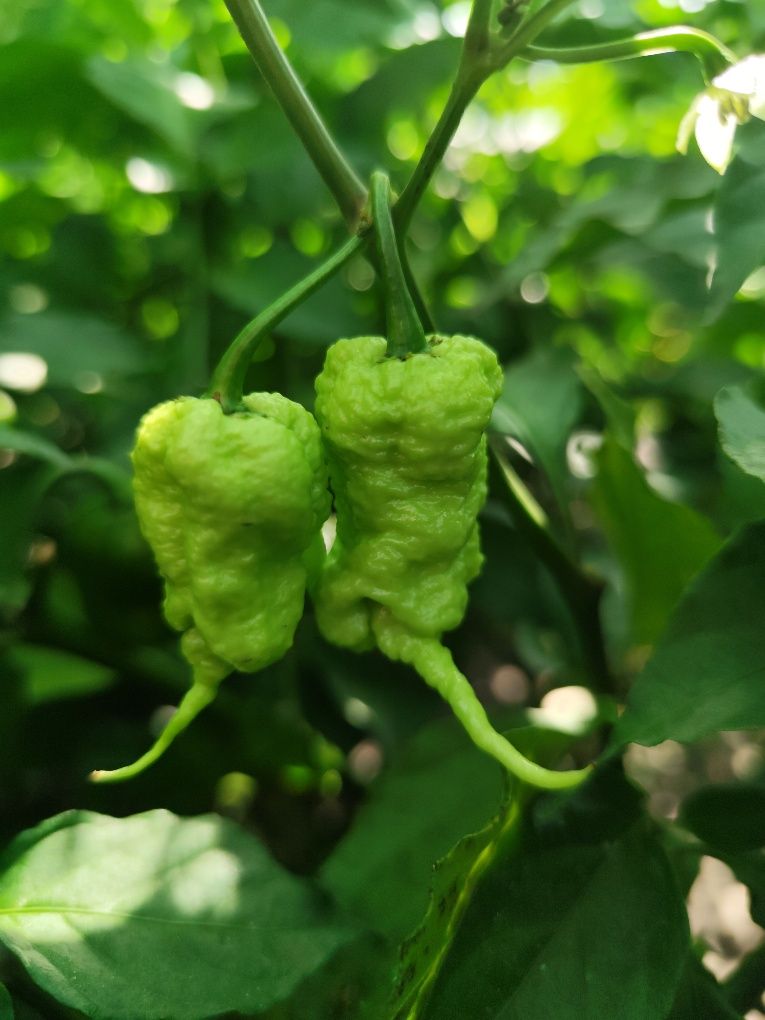 Насіння надгострого перцю  Carolina Reaper 12 шт.