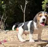Bigiel ( beagle)chłopak gotowy do pokochania