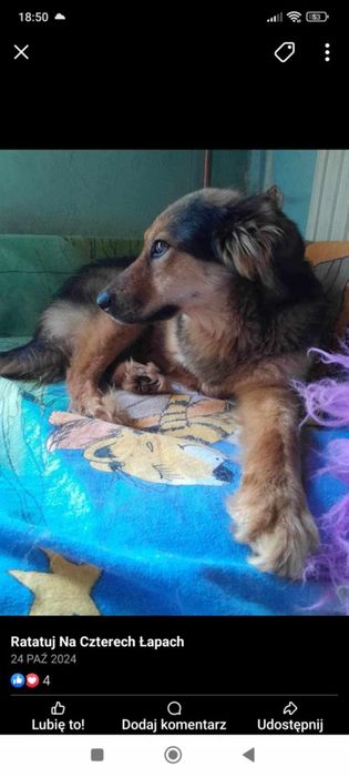 Oddam za darmo/Nela szuka domu