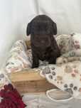 Suczka Barbet francuski pies dowodny nie doodle, cockapoo