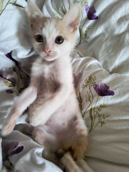 Котик шукає люблячу родину!