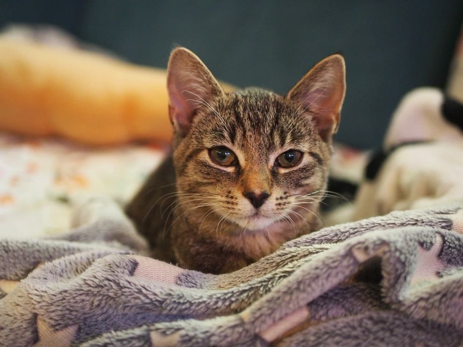 Oddam kotke z pakietem