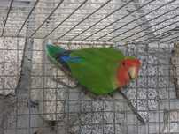 Agapornis longfeathears