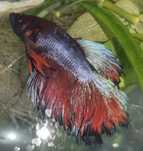 Аквариумные рыбки "Петушок" (Betta splendens) — самцы и самки