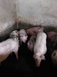 Продам свині живою та битою вагою