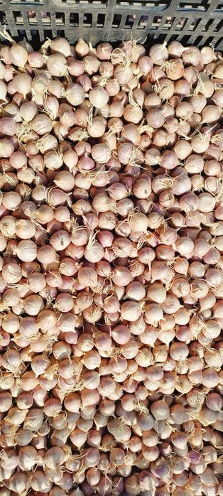 Однозубка Любаша