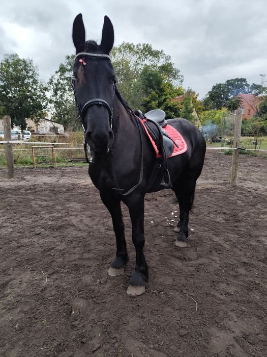 Klacz fryzyjska 4 lata