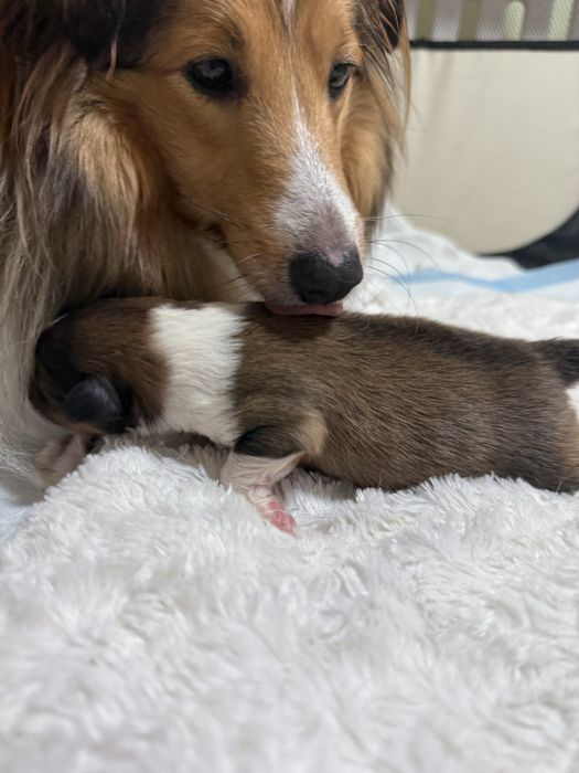 Owczarek Szetlandzki śniady piesek Hector