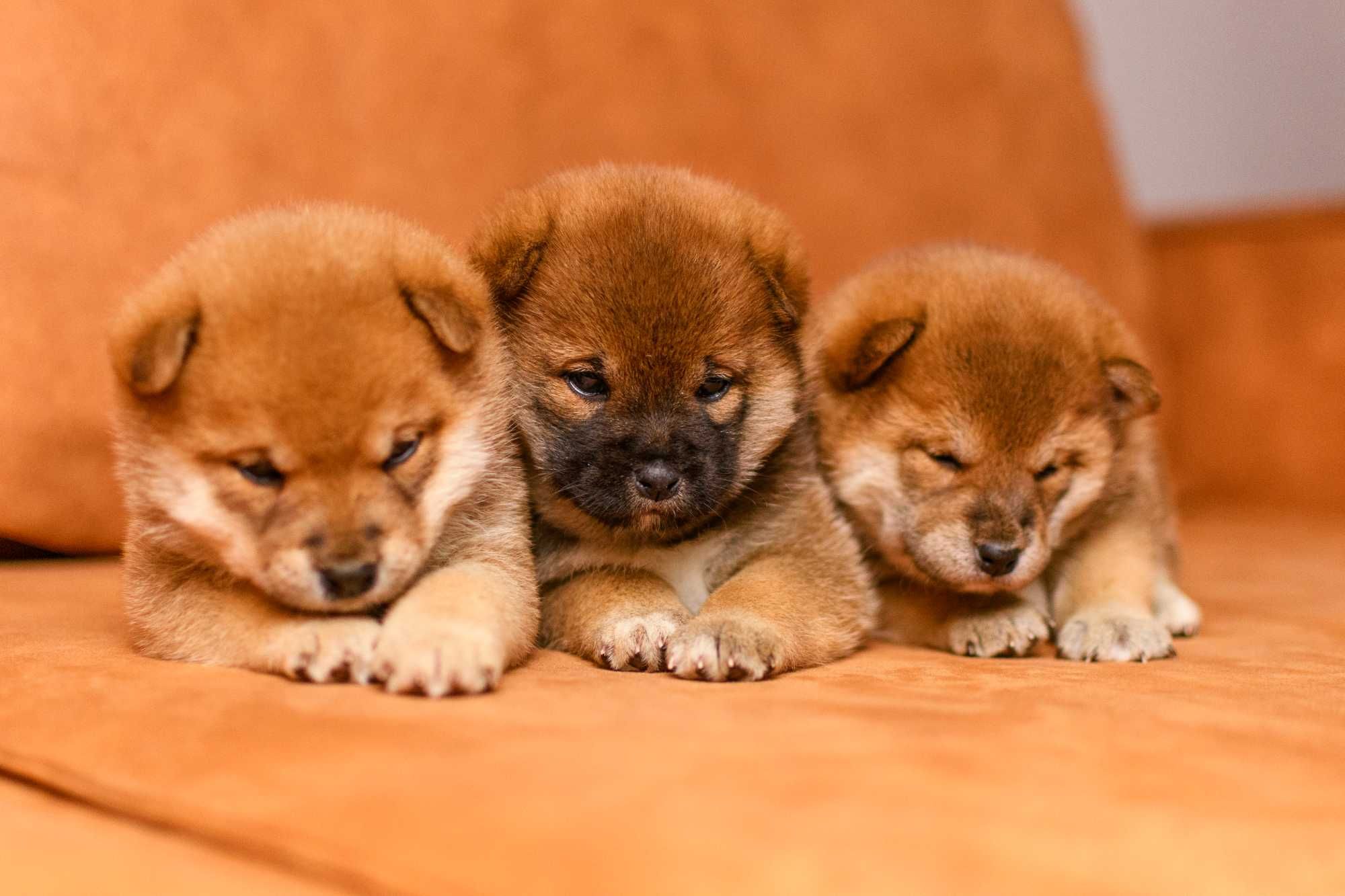 Прекрасные щенки шиба ину (shiba inu)