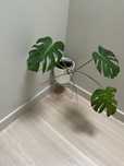 Monstera z doniczką i stojakiem