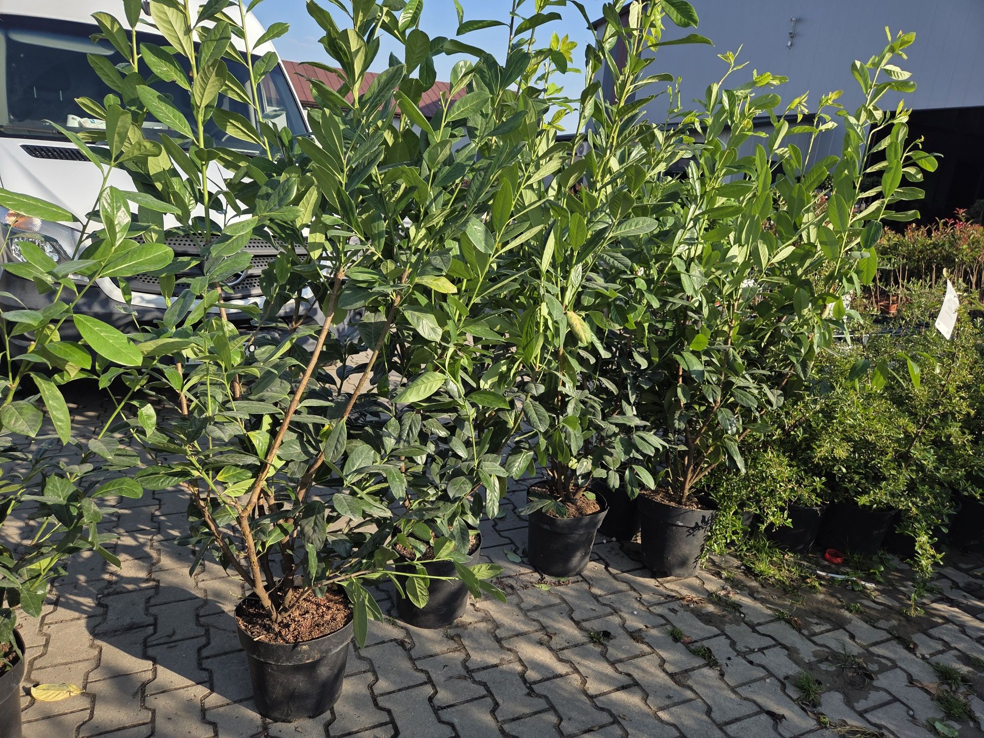 Laurowiśnia NOVITA 150-170 cm piekne