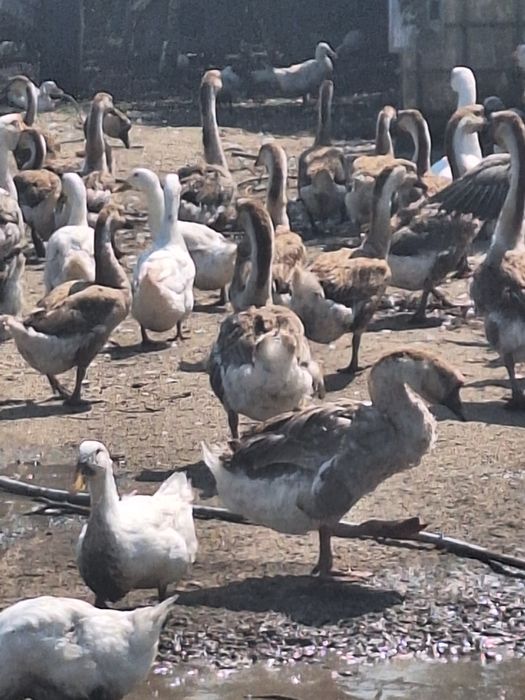Sprzedam gęsi do uboju lub dalszej hodowli