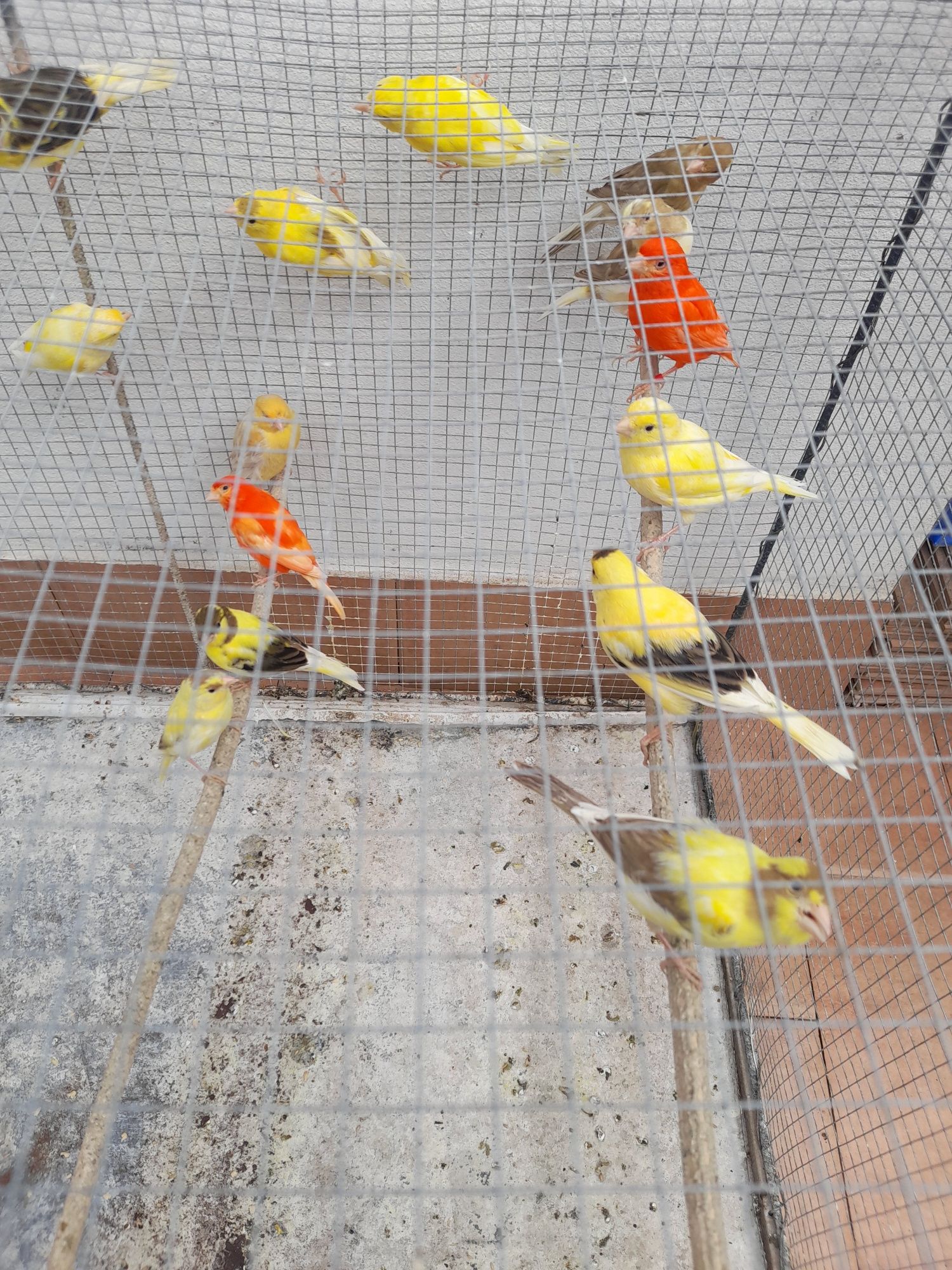 Vendo canários 15€